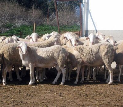 Junta C-LM pagará cuatro millones de euros a los ganaderos de zonas afectadas por lengua azul en Toledo y Ciudad Real