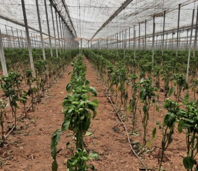 Almería.-Ingenieros técnicos agrícolas advierten de la «peligrosa y persiste» plaga de trips en pimiento esta campaña