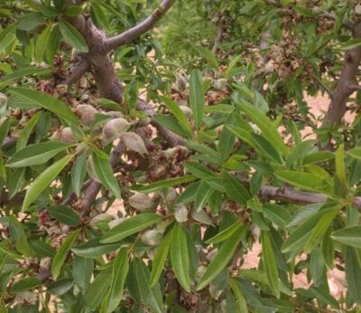 Almería.-Asaja advierte de una campaña de almendra «muy mermada en producción» por las lluvias de primavera