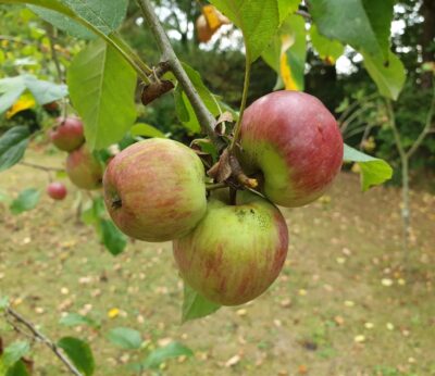 Rural.- Sidra de Asturias estima una producción de manzana superior a la de hace dos campañas tras una primavera «buena»