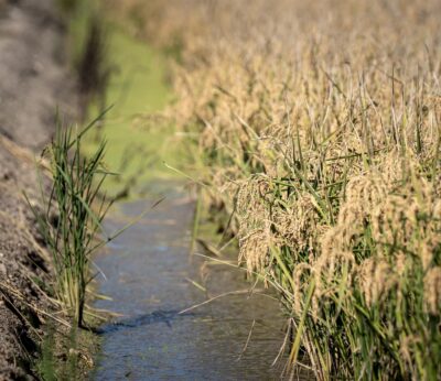 Agro.- Convocadas las ayudas de ‘minimis’ para explotaciones de arroz que usen semilla certificada