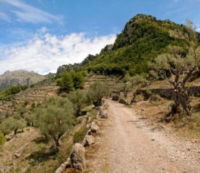 Consell.- El Govern aprueba un plan para mejorar la salud de los bosques con una inversión de 4,6 millones