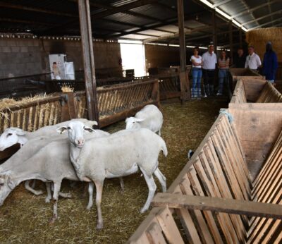 C-LM, sobre aranceles de China al porcino, lamenta dificultad para el sector regional con 127.000 toneladas exportadas