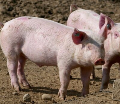 Bruselas tomará «todas las medidas necesarias» para defender al porcino europeo de los aranceles de China