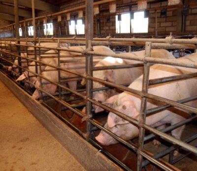 El sector de la carne lamenta los aranceles de China al porcino europeo, que perderá competitividad