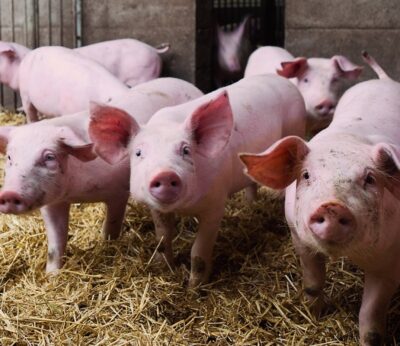 China impone aranceles del 62,4% a las importaciones de porcino de la UE, aunque las españolas sufrirán un 20%