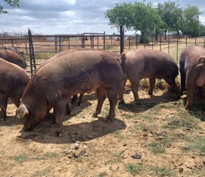 Córdoba.- Asaja muestra su «total rechazo» a los nuevos aranceles de China al sector agropecuario europeo