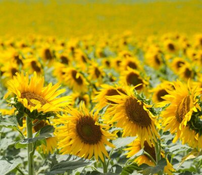 Córdoba.- Asaja señala que la campaña de girasol acaba con un aumento en superficie del 4,4% y rendimientos medios-bajos
