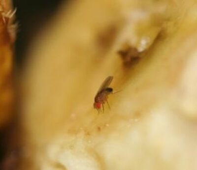 Agricultura inicia tratamientos terrestres contra la mosca de la fruta en zonas citrícolas y de caqui de la Comunitat