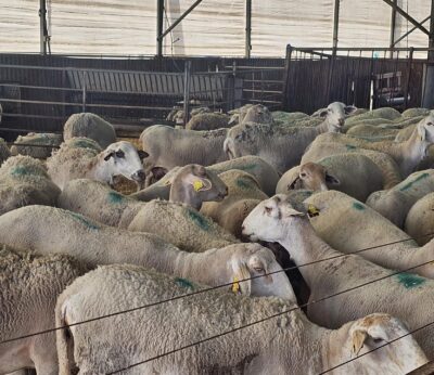 Ganaderos andaluces reclaman vacunas «eficaces» y «diálogo» ante la posible vacunación obligatoria contra la lengua azul
