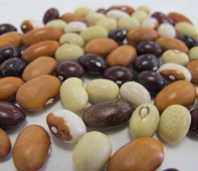 Los avances en las leguminosas de Aragón, protagonistas de una jornada técnica en el CITA