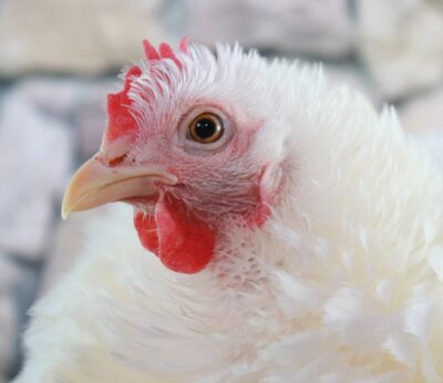 Gobierno C-LM articula medidas de prevención y control tras confirmar un foco de Influenza Aviar en Guadalajara