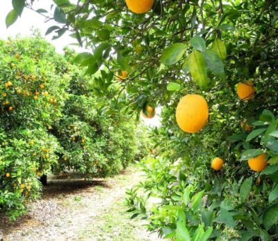 Sevilla.-Asaja presenta alegaciones a la Interprofesional Citrícola: «La medida es parcial y carece de transparencia»