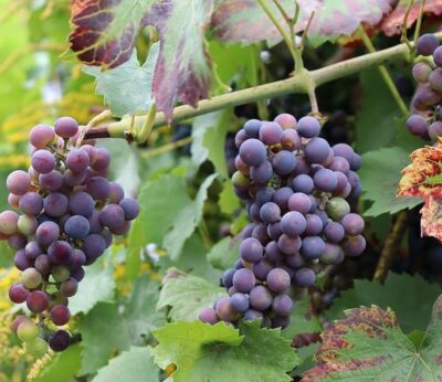 Rural.- El uso de trampas contra la avispa asiática en viñedos no protege «eficazmente», según un estudio de la UDC