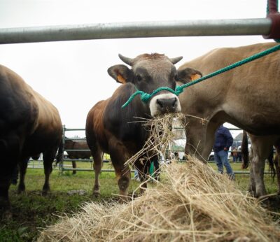 Rural.- Unións Agrarias pide a la Xunta «flexibilidad» para la producción ecológica tras los incendios