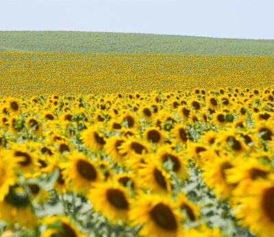 El IAS celebra el Día Mundial de la Agricultura recordando la importancia de compatibilizar producción y conservación