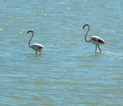 Huelva.- WWF pide que se «cumplan» los protocolos y la suspensión temporal de caza ante la gripe aviar en Doñana