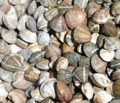 Huelva.- La Junta autoriza la pesquería de chirla en la zona de Doñana Norte