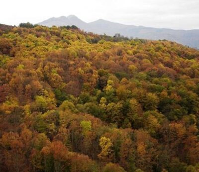 Rural.- El Principado licita proyectos de tratamientos silvícolas y repoblaciones forestales en montes de Piloña e Ibias
