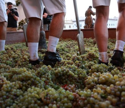 Cádiz.- La vendimia en el Marco de Jerez alcanza los 34 millones de kilos de uva, un 45% menos que en 2024