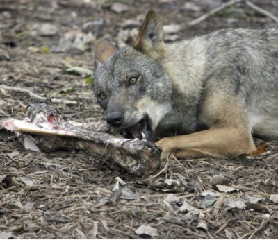 Rural.-IU y Tomé contrarios a que el Gobierno se persone en el recurso de inconstitucionalidad sobre protección del lobo