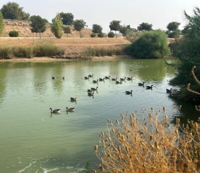 Consejo.- La Junta establece un protocolo de coordinación con los ayuntamientos ante la influenza aviar