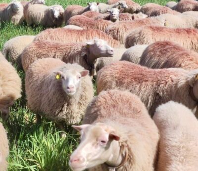 Baleares comenzará el próximo lunes una nueva campaña de vacunación obligatoria contra la lengua azul