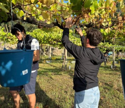 Rural.- Recogidos más de 31 millones de kilos de uva en la campaña de la Denominación de Origen Rías Baixas
