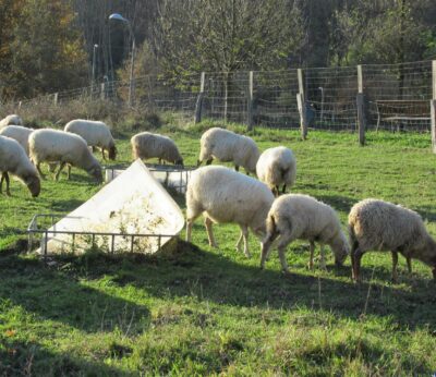 La Red de Alerta Veterinaria recomienda vacunar «lo antes posible» frente a la lengua azul, según Agricultura