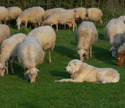 Córdoba.- La Junta inicia en Hinojosa del Duque una nueva formación de pastoreo con perros adiestrados