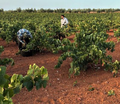 Clygal cifra entre el 30% y el 50% la caída de la producción de uva en el final de una vendimia «muy difícil»