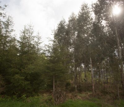 Rural.- Ence Terra supera los 2.000 asesoramientos a propietarios forestales en Galicia, Asturias y Cantabria