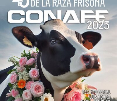 Rural.- Casi 300 vacas inscritas en el 45 Concurso Nacional de la Raza Frisona 2025