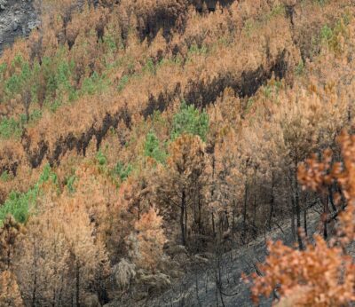Rural.- La Xunta niega ausencia de prevención ante los incendios: «No se habla de lo que conseguimos salvar»