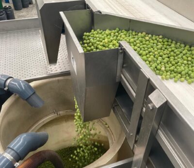 Málaga.- Comienza la campaña de la Denominación de Origen Protegida Aceituna Aloreña de Málaga