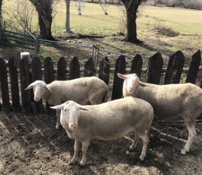 Aragón recuerda la importancia de la vacuna contra la Lengua Azul tras confirmarse un caso en la provincia de Huesca