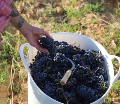 Zaragoza.- Empieza la vendimia en la DOP Calatayud, con adelanto y una cosecha menor de la esperada