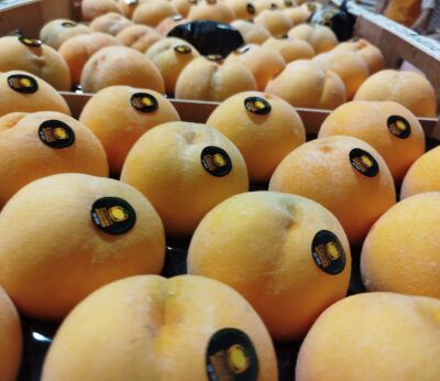 ‘Tempero’ cosecha este sábado en Aragón TV el melocotón de Calanda