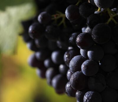 Agro.- Vinyes Domènech celebra el Día Internacional de la Garnacha con la biodiversidad como eje