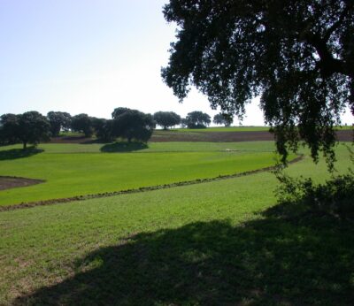 Aumenta más de un 30% las explotaciones de producción ecológica en Andalucía en los últimos cuatro años