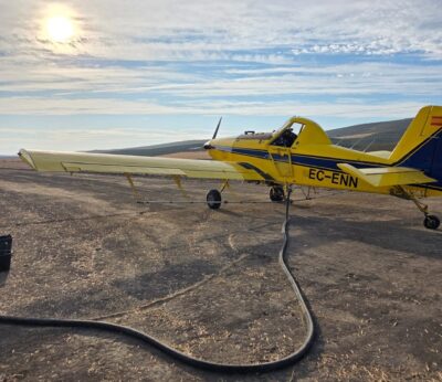 Córdoba.- La DOP Baena activa la campaña de control de la mosca del olivo con «un plan sostenible y de alta precisión»