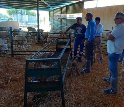Almería.-La Junta constata ocho explotaciones ganaderas afectadas por lengua azul en Vélez-Blanco
