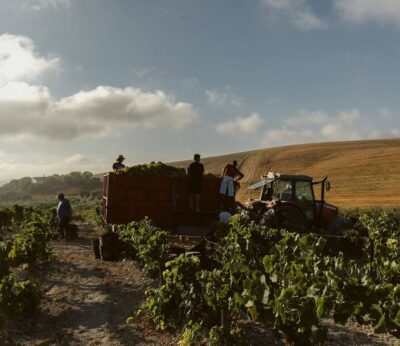 Cádiz.- El Marco de Jerez concluye una vendimia corta al recoger 35 millones de kilos de uva, un 45% menos que en 2024