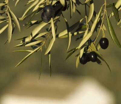 La Unión protestará el 24 de septiembre en Pozuelo de Zarzón por la «falta de negociación» en los contratos de aceituna