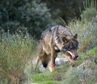 Rural.- Un informe determina que matar lobos es «una medida sin base científica» y urge la protección de la especie