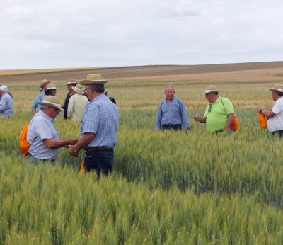 Las semillas certificadas han logrado hasta un 15% más de rendimiento en los campos de cereal de CyL, según UPA
