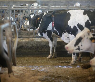 Rural.- El Ministerio de Agricultura llama a vacunar contra la lengua azul: «No es obligatorio, pero es necesario»