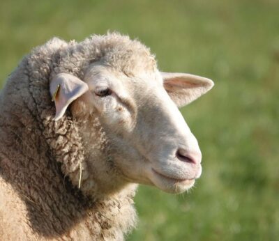 Rural.- Unión de Uniones insta a las CCAA y al Ministerio de Agricultura que aúnen esfuerzos contra la lengua azul