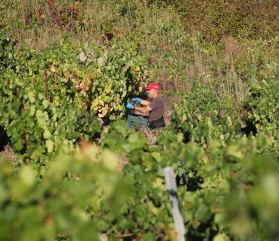 UPA denuncia la crisis estructural del vino y avanza que esta vendimia será la segunda peor de este siglo