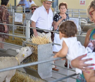 Granada.- Suspendida la subasta nacional del ovino segureño en prevención de la afección por lengua azul